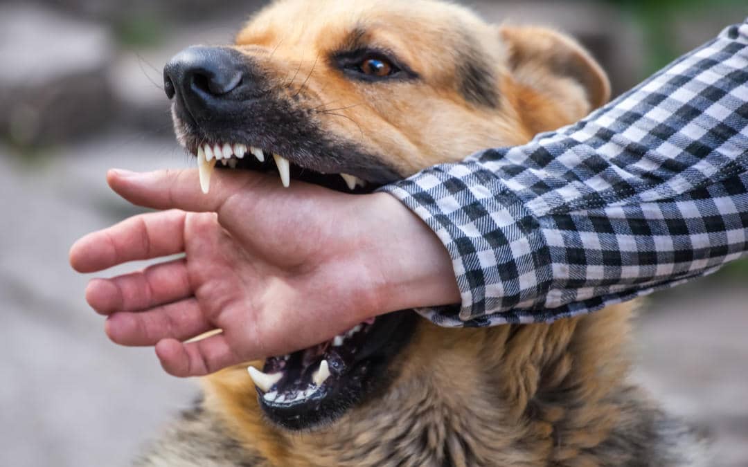 Understanding Dog Bites The Myths & The Truths