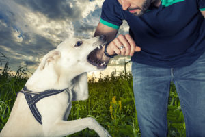 NJ Dog Bite Attorney