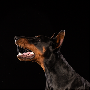 Doberman Pinscher Dog Bite